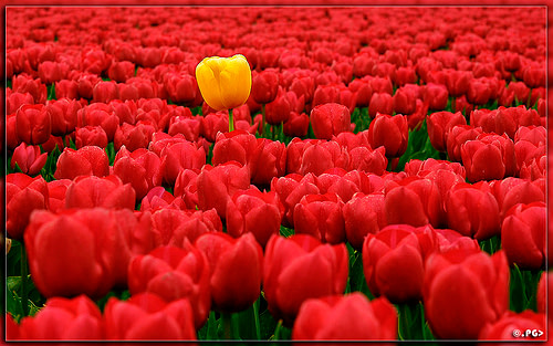 Single yellow tulip in a field of red tulips.