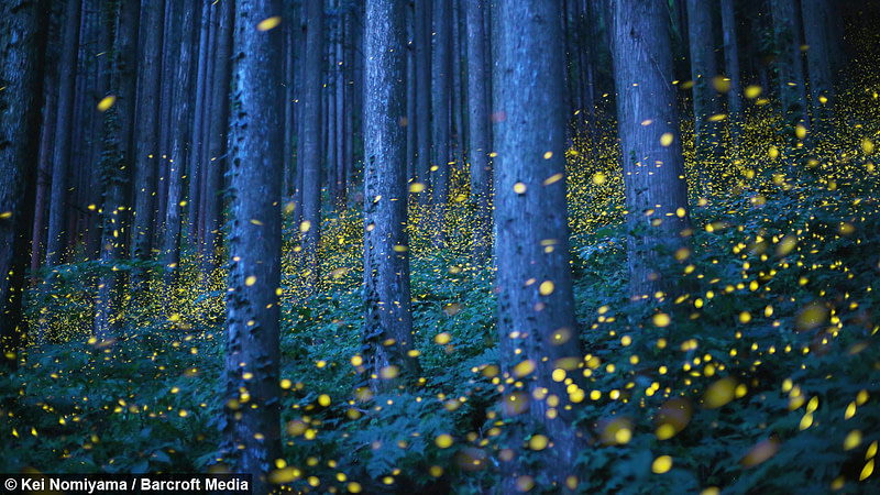 Photo of the woods at night